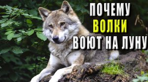 Почему волки воют на луну?