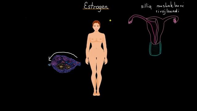 Estrogen | Jinsiy sistema haqida umumiy tushuncha | Tibbiyot смотреть онлайн