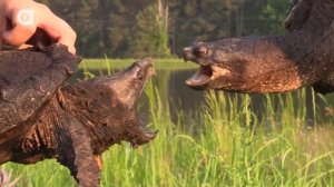 Грифовая черепаха vs Каймановая черепаха (Версус животных) Койот Питерсон на русском