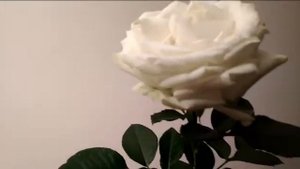 #розаАваланж #белаяроза/ Чайно-гибридная роза ( лат. rosa)  Аваланж из теплицы Садового  экспресса