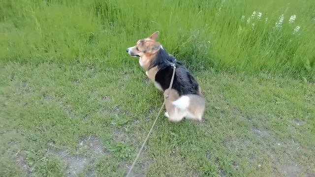 Корги на прогулке. Или как выгуливать собаку на улице смотреть онлайн