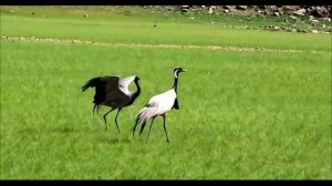 Журавли.Игорьгорбушин