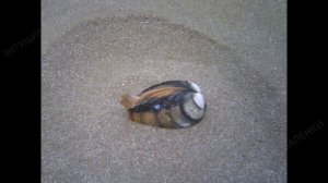 Чудеса морей: двустворчатые моллюски | Познавательное видео | Удивительный мир беспозвоночных