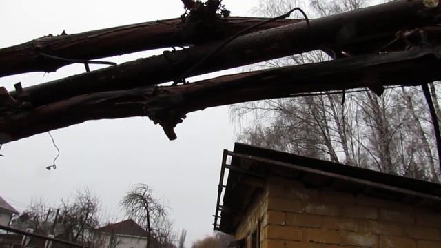 Простая обрезка куста неукрывного сорта винограда на перголе (Часть 2 - ПОСЛЕ обрезки)... смотреть онлайн