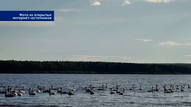 Целая стая лебедей была замечена вчера на Киселевском водохранилище смотреть онлайн