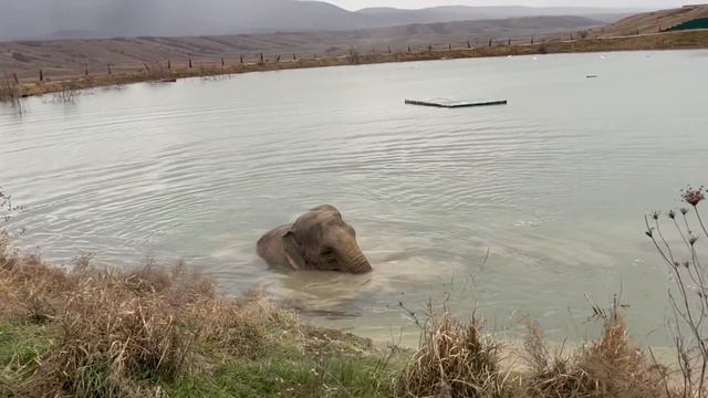 Когда слониха МАГДА УМРЁТ или эти люди перестали ВИДЕТЬ КРАСОТУ вокруг себя! смотреть онлайн