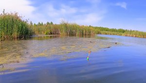 ПОПЛАВОК загулял по БОЛОТУ !