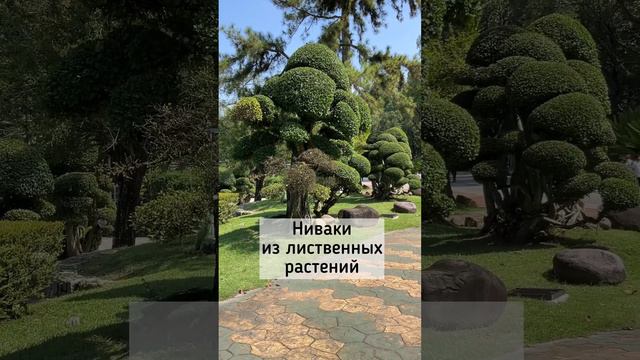 Ниваки из лиственных растений. Ботанический сад в Куала Лумпур, Малайзия. Коллекция ниваки.