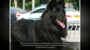 Бельгийская овчарка Грюнендаль Крупные породы собак