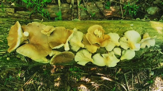 Майские вешенки на валежнике ясеня в лесу. смотреть онлайн