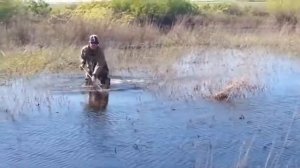 Ловля карпа острогой