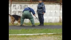 4 лапы ,влажный нос