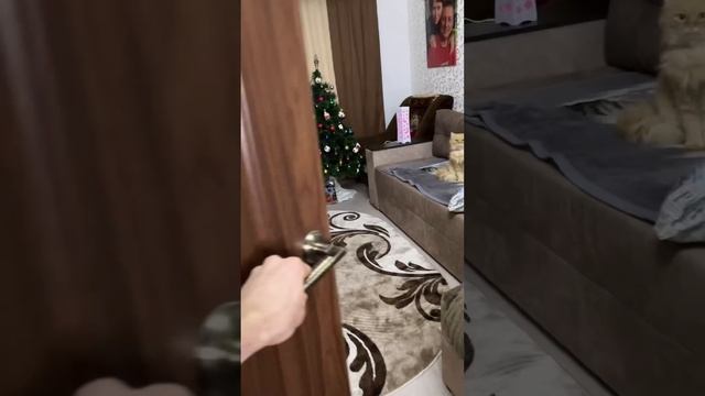 Как 100 % получить подарок на Новый год смотреть онлайн