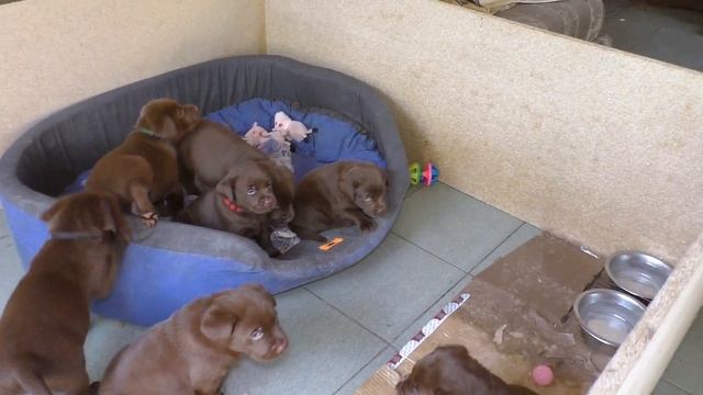 ШОКОЛАДНЫЕ БАТОНЧИКИ ? ЩЕНКИ шоколадного лабрадора 1.5 мес. и их мама Ева. Кормление. Одесса. смотреть онлайн