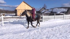 О послушании лошади в начале заездки.