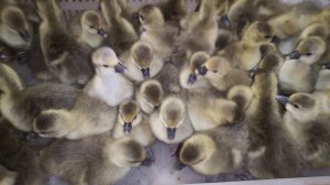 Гуси Серый крупный - решил подшабашить