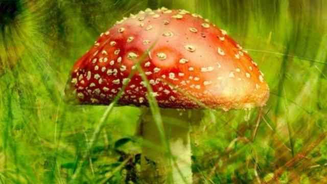 Июневый набросок —Игорь Северянин—Русская Поэзия — читает Павел Беседин