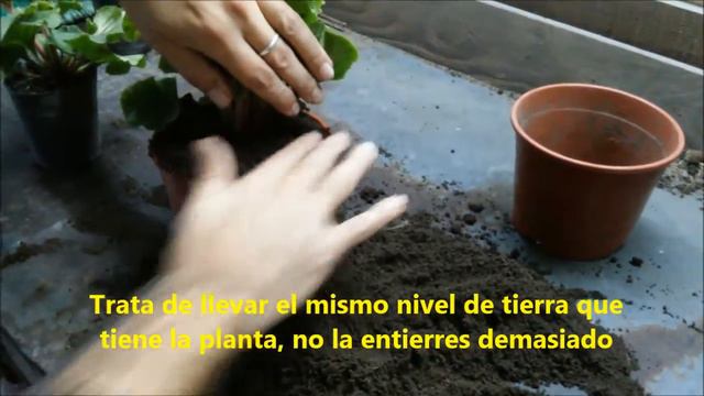 Trasplante de Primulas - Vivero Marra смотреть онлайн