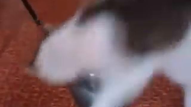 котенок залез в банку его мама достает его смотреть онлайн