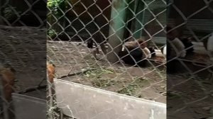 петух курица 🐓🐔
