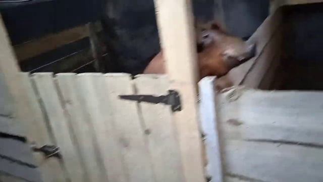 Будут поросята Кантор Дюрок+Пьетрен Семя хряка Дюрок от сына Рэда Хрячок научился работать на чучел смотреть онлайн