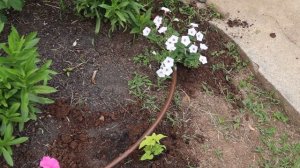 Planting Supertunia Vista Bubblegum/Silverberry