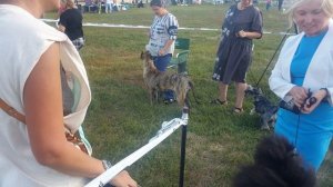 PRESA CANARIO IN RUSSIA FROM TATARSTAN