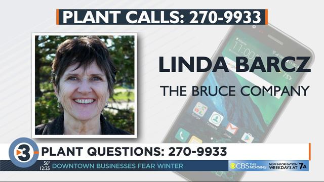 Linda Barcz answers your plant questions смотреть онлайн
