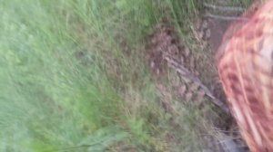 Поиск на урочищах.  Кулон, домонгол.  Коп 2016.