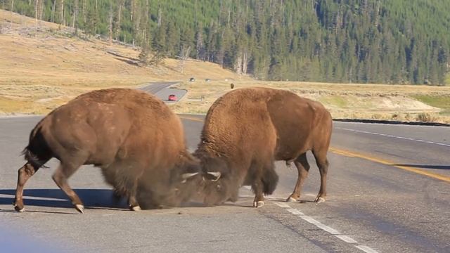 Incredible Yellowstone Bison Battle on the Road смотреть онлайн