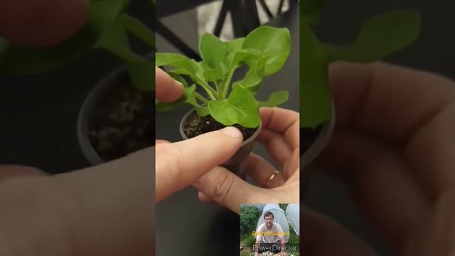 Когда и как прищипывать петунию