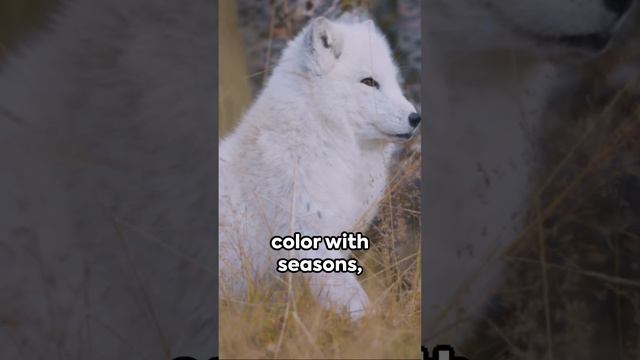 Snowy Secrets 3 Amazing Arctic Fox Facts! смотреть онлайн