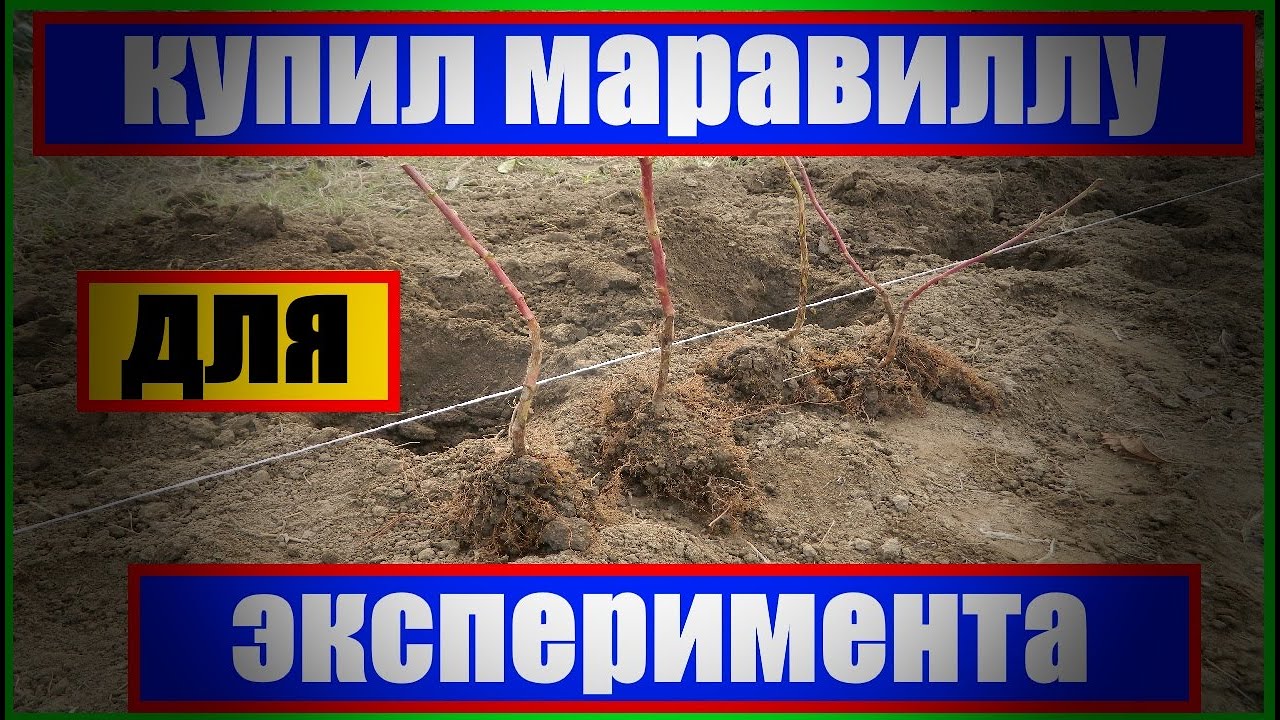 МАЛИНА МАРАВИЛЛА || Малина Маравилла || малина сорт || сорт маравилла #МАРАВИЛЛА