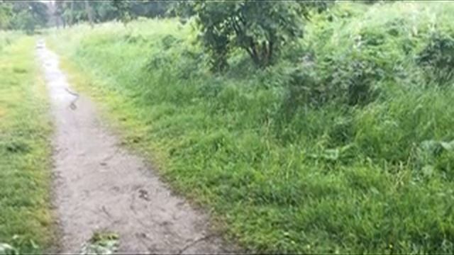 Змея в Парке Авиаторов в Санкт-Петербурге