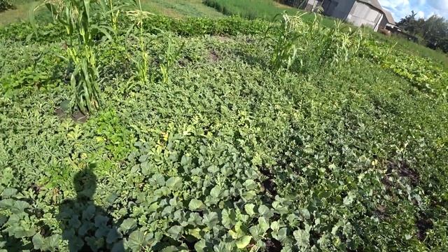 Находка на огороде это СГЛАЗ или ПОРЧА?что делать в таких случаях? смотреть онлайн