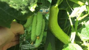 Пересорт от Седек ?. Огурцы ? Невеста F1, Блондин F1, Белая гвардия F1.