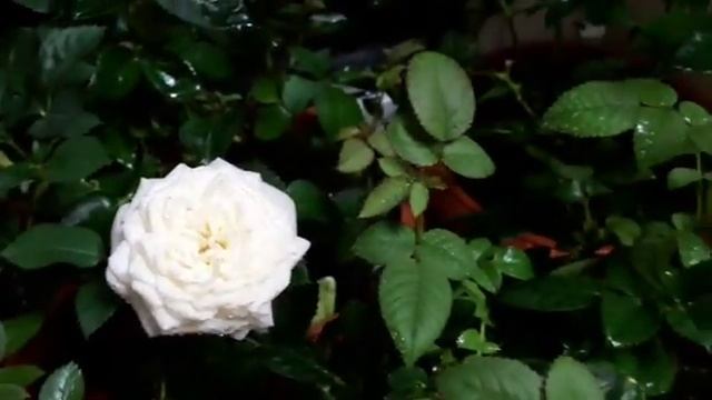 Цветение роз Rose Star смотреть онлайн