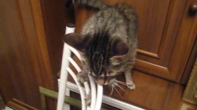 Мурка среди декупажа смотреть онлайн