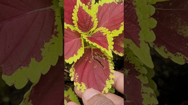 Codiaeum variegatum, croton with leaves in rich autumn colors