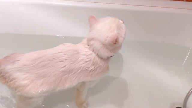 Последние новости, просто влог о Джигите. Биопсию не смогли взять, взяли что то другое. смотреть онлайн