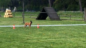 Malinois NIKITA Marshall Dogs 4 months