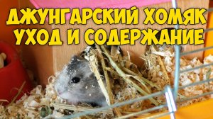 ? Джунгарские хомяки - уход и содержание.❗ Как ухаживать за хомяком.?