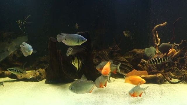 Ктенопома леопардовая - Ctenopoma Acutirostre