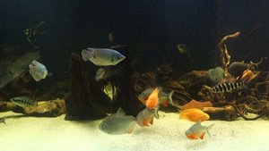 Ктенопома леопардовая - Ctenopoma acutirostre