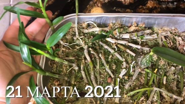 Про размножение дендробиумов, спасение каттлей от гнили и ...благодарность.. Владимир отзовись! ❤️? смотреть онлайн