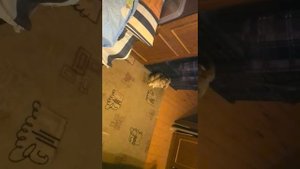 Кролик и робот-пылесос (Robot and Rabbit)