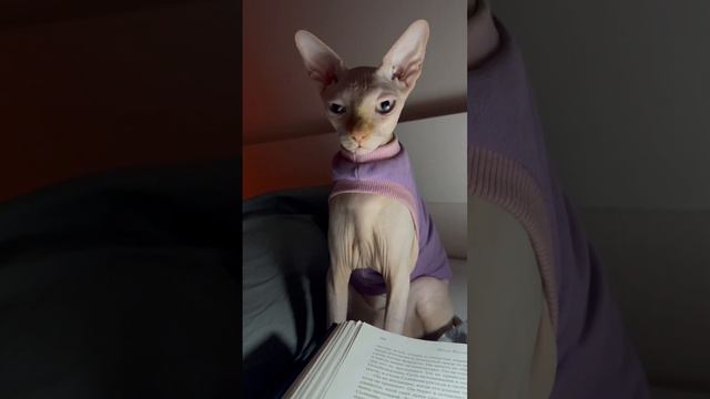 Добрая душа, Шанти солнышко💜 #сфинкс #кошечка #кошка #киса #канадскийсфинкс #лысик #лысаякошка