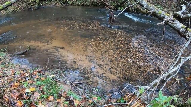 Taimiņu nārsts 2020. Нерест кумжи 2020. смотреть онлайн