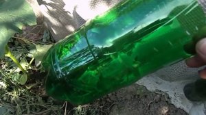 Выращиваем огурцы: капельный полив под корень