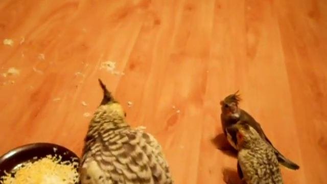 Попугаи нимфы - кореллы Кузя и Фиби (разведение) 18 Птенецы корелл. Breeding Corell.